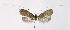 ( - NHMO-DAR-6357)  @11 [ ] Copyright (2015) Unspecified University of Oslo, Natural History Museum