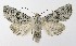  ( - NHMO-DAR-8540)  @15 [ ] CreativeCommons - Attribution Non-Commercial Share-Alike (2016) Unspecified University of Oslo, Natural History Museum
