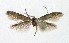  ( - NHMO-DAR-5206)  @12 [ ] Copyright (2015) Unspecified University of Oslo, Natural History Museum