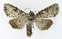  ( - NHMO-DAR-8567)  @13 [ ] CreativeCommons - Attribution Non-Commercial Share-Alike (2016) Unspecified University of Oslo, Natural History Museum