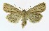  ( - NHMO-DAR-8580)  @14 [ ] CreativeCommons - Attribution Non-Commercial Share-Alike (2016) Unspecified University of Oslo, Natural History Museum