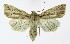  ( - NHMO-DAR-8581)  @11 [ ] CreativeCommons - Attribution Non-Commercial Share-Alike (2016) Unspecified University of Oslo, Natural History Museum