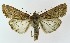  ( - NHMO-DAR-8588)  @14 [ ] CreativeCommons - Attribution Non-Commercial Share-Alike (2016) Unspecified University of Oslo, Natural History Museum