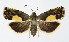  (Pammene regiana - NHMO-DAR-8644)  @14 [ ] CreativeCommons - Attribution Non-Commercial Share-Alike (2016) Unspecified University of Oslo, Natural History Museum