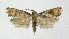  ( - NHMO-DAR-8701)  @14 [ ] CreativeCommons - Attribution Non-Commercial Share-Alike (2016) Unspecified University of Oslo, Natural History Museum