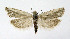  ( - NHMO-DAR-8708)  @11 [ ] CreativeCommons - Attribution Non-Commercial Share-Alike (2016) Unspecified University of Oslo, Natural History Museum