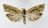  ( - NHMO-DAR-8720)  @14 [ ] CreativeCommons - Attribution Non-Commercial Share-Alike (2016) Unspecified University of Oslo, Natural History Museum