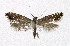  ( - NHMO-DAR-5224)  @13 [ ] Copyright (2015) Unspecified University of Oslo, Natural History Museum