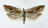  ( - NHMO-DAR-8775)  @13 [ ] CreativeCommons - Attribution Non-Commercial Share-Alike (2016) Unspecified University of Oslo, Natural History Museum