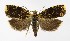  ( - NHMO-DAR-8786)  @11 [ ] CreativeCommons - Attribution Non-Commercial Share-Alike (2016) Unspecified University of Oslo, Natural History Museum