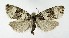  ( - NHMO-DAR-8788)  @11 [ ] CreativeCommons - Attribution Non-Commercial Share-Alike (2016) Unspecified University of Oslo, Natural History Museum