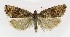  ( - NHMO-DAR-8803)  @14 [ ] CreativeCommons - Attribution Non-Commercial Share-Alike (2016) Unspecified University of Oslo, Natural History Museum