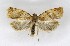  ( - NHMO-DAR-8826)  @13 [ ] CreativeCommons - Attribution Non-Commercial Share-Alike (2016) Unspecified University of Oslo, Natural History Museum