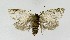  ( - NHMO-DAR-8850)  @11 [ ] CreativeCommons - Attribution Non-Commercial Share-Alike (2016) Unspecified University of Oslo, Natural History Museum