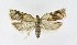  ( - NHMO-DAR-8908)  @13 [ ] CreativeCommons - Attribution Non-Commercial Share-Alike (2016) Unspecified University of Oslo, Natural History Museum