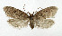  ( - NHMO-DAR-5256)  @14 [ ] Copyright (2015) Unspecified University of Oslo, Natural History Museum