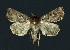  ( - NHMO-DAR-9074)  @13 [ ] CreativeCommons - Attribution Non-Commercial Share-Alike (2016) Unspecified University of Oslo, Natural History Museum