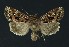  ( - NHMO-DAR-9076)  @14 [ ] CreativeCommons - Attribution Non-Commercial Share-Alike (2016) Unspecified University of Oslo, Natural History Museum