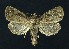  ( - NHMO-DAR-9103)  @11 [ ] CreativeCommons - Attribution Non-Commercial Share-Alike (2016) Unspecified University of Oslo, Natural History Museum
