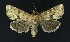  (Oligia fasciuncula - NHMO-DAR-9151)  @14 [ ] CreativeCommons - Attribution Non-Commercial Share-Alike (2016) Unspecified University of Oslo, Natural History Museum