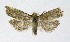  ( - NHMO-DAR-9243)  @13 [ ] CreativeCommons - Attribution Non-Commercial Share-Alike (2016) Unspecified University of Oslo, Natural History Museum