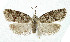  ( - NHMO-DAR-5348)  @14 [ ] Copyright (2015) Unspecified University of Oslo, Natural History Museum