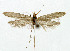  (Plutella sp - NHMO-DAR-5393)  @11 [ ] Copyright (2015) Unspecified University of Oslo, Natural History Museum