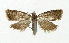  ( - NHMO-DAR-5402)  @11 [ ] Copyright (2015) Unspecified University of Oslo, Natural History Museum