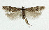  ( - NHMO-DAR-5488)  @13 [ ] Copyright (2015) Unspecified University of Oslo, Natural History Museum