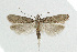  ( - NHMO-DAR-5499)  @11 [ ] Copyright (2015) Unspecified University of Oslo, Natural History Museum