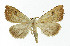  ( - NHMO-DAR-5514)  @14 [ ] Copyright (2015) Unspecified University of Oslo, Natural History Museum