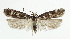  ( - NHMO-DAR-5518)  @13 [ ] Copyright (2015) Unspecified University of Oslo, Natural History Museum