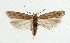  (Scrobipalpa clintoni - NHMO-DAR-5539)  @13 [ ] Copyright (2015) Unspecified University of Oslo, Natural History Museum