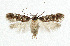  ( - NHMO-DAR-5560)  @11 [ ] Copyright (2015) Unspecified University of Oslo, Natural History Museum