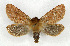  ( - NHMO-DAR-5635)  @14 [ ] Copyright (2015) Unspecified University of Oslo, Natural History Museum