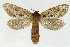  (Korscheltellus fusconebulosa - NHMO-DAR-5637)  @14 [ ] Copyright (2015) Unspecified University of Oslo, Natural History Museum