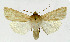  ( - NHMO-DAR-5638)  @13 [ ] Copyright (2015) Unspecified University of Oslo, Natural History Museum