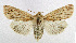  ( - NHMO-DAR-5639)  @13 [ ] Copyright (2015) Unspecified University of Oslo, Natural History Museum