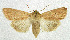  ( - NHMO-DAR-5640)  @13 [ ] Copyright (2015) Unspecified University of Oslo, Natural History Museum