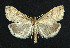  (Udea nebulalis - NHMO-DAR-5660)  @15 [ ] Copyright (2015) Unspecified University of Oslo, Natural History Museum