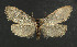  ( - NHMO-DAR-5903)  @11 [ ] Copyright (2015) Unspecified University of Oslo, Natural History Museum
