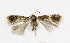  ( - NHMO-DAR-5929)  @12 [ ] Copyright (2015) Unspecified University of Oslo, Natural History Museum