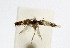  ( - NHMO-DAR-5940)  @12 [ ] Copyright (2015) Unspecified University of Oslo, Natural History Museum