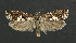  ( - NHMO-DAR-5945)  @14 [ ] Copyright (2015) Unspecified University of Oslo, Natural History Museum