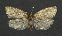  ( - NHMO-DAR-5973)  @14 [ ] Copyright (2015) Unspecified University of Oslo, Natural History Museum