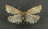  ( - NHMO-DAR-5974)  @14 [ ] Copyright (2015) Unspecified University of Oslo, Natural History Museum