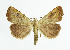  ( - NHMO-DAR-5983)  @15 [ ] Copyright (2015) Unspecified University of Oslo, Natural History Museum