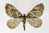  ( - NHMO-DAR-6047)  @13 [ ] Copyright (2015) Unspecified University of Oslo, Natural History Museum