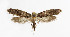  ( - NHMO-DAR-6074)  @14 [ ] Copyright (2015) Unspecified University of Oslo, Natural History Museum