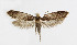  ( - NHMO-DAR-6075)  @14 [ ] Copyright (2015) Unspecified University of Oslo, Natural History Museum